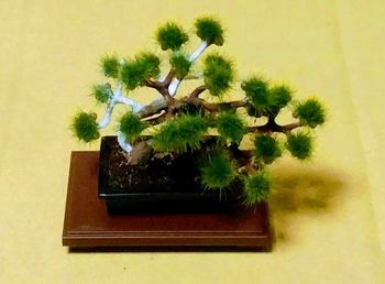 201705_bonsai.jpg